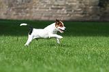 JACK RUSSEL 321